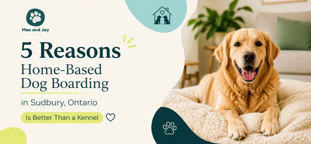 5 Reasons Home-Based Dog Boarding in Sudbury Ontario Is Better Than a Kennel